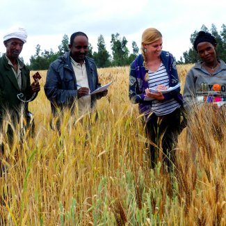 Da Pisa all'Etiopia il grano che resiste ai cambiamenti climatici